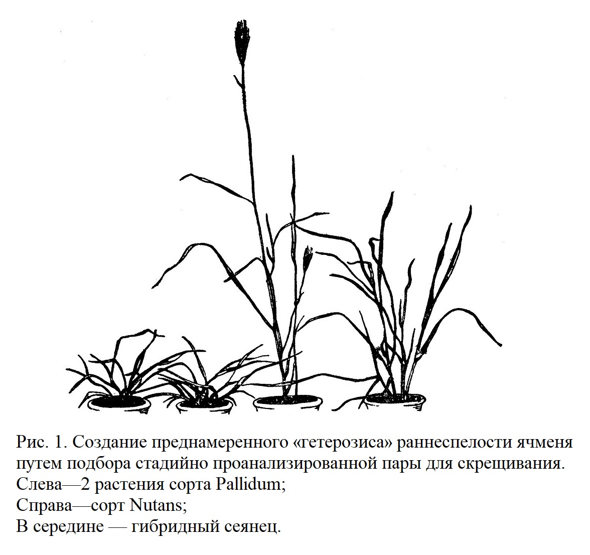 Подбор родительских пар у однолетних растений на основе стадийного анализа по Лысенко