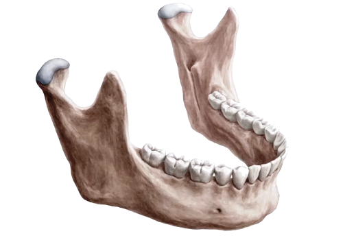 Зубы и их развитие