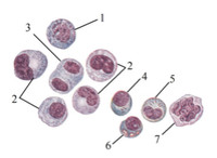 Группа созревающих нейтрофильных миэлоцитов