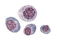 Группа плазматических клеток лимфатического ряда из крови
