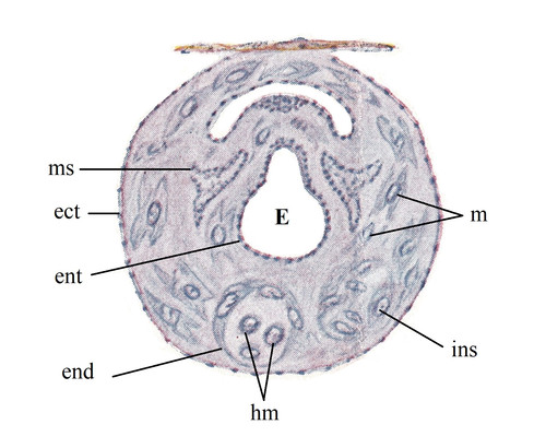 Схема эмбриона на стадии трех зародышевых листков.
