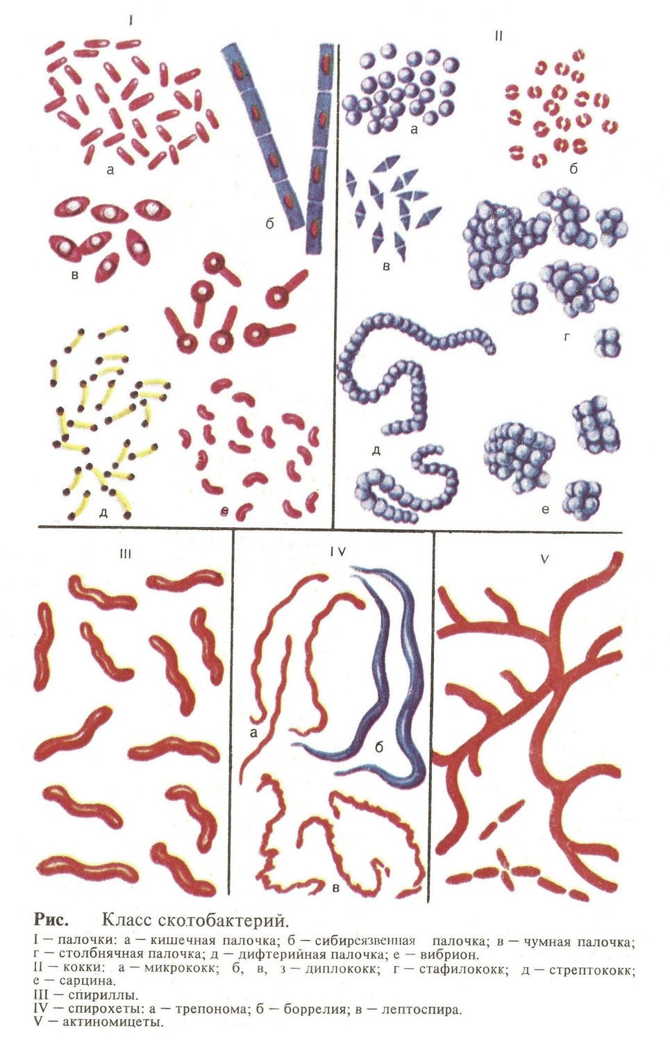 В состав класса Bacteria входят: кокки, палочки, спириллы, спирохеты и актиномицеты
