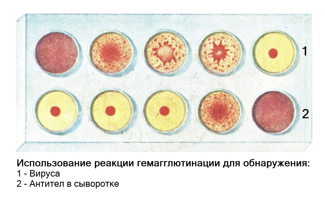 Использование реакции гемагглютинации для определения вируса и антител в сыворотке
