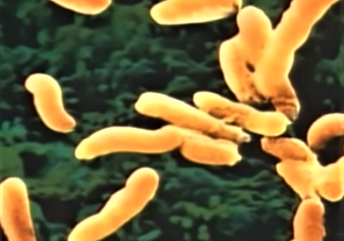 Патогенные микробы, вирулентность и токсигенность