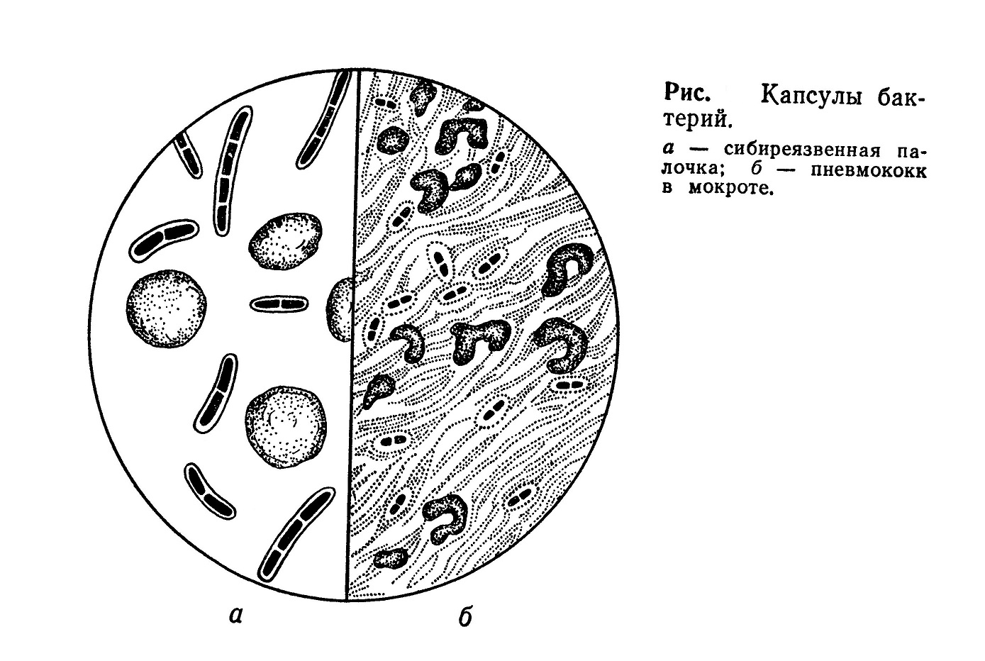 Морфология и структура прокариотов, скотобактерии