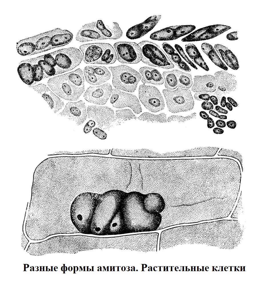 Разные формы амитоза. Растительные клетки