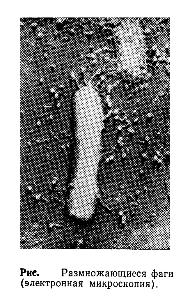 процесс бактериофагии — проникновение фага в клетку