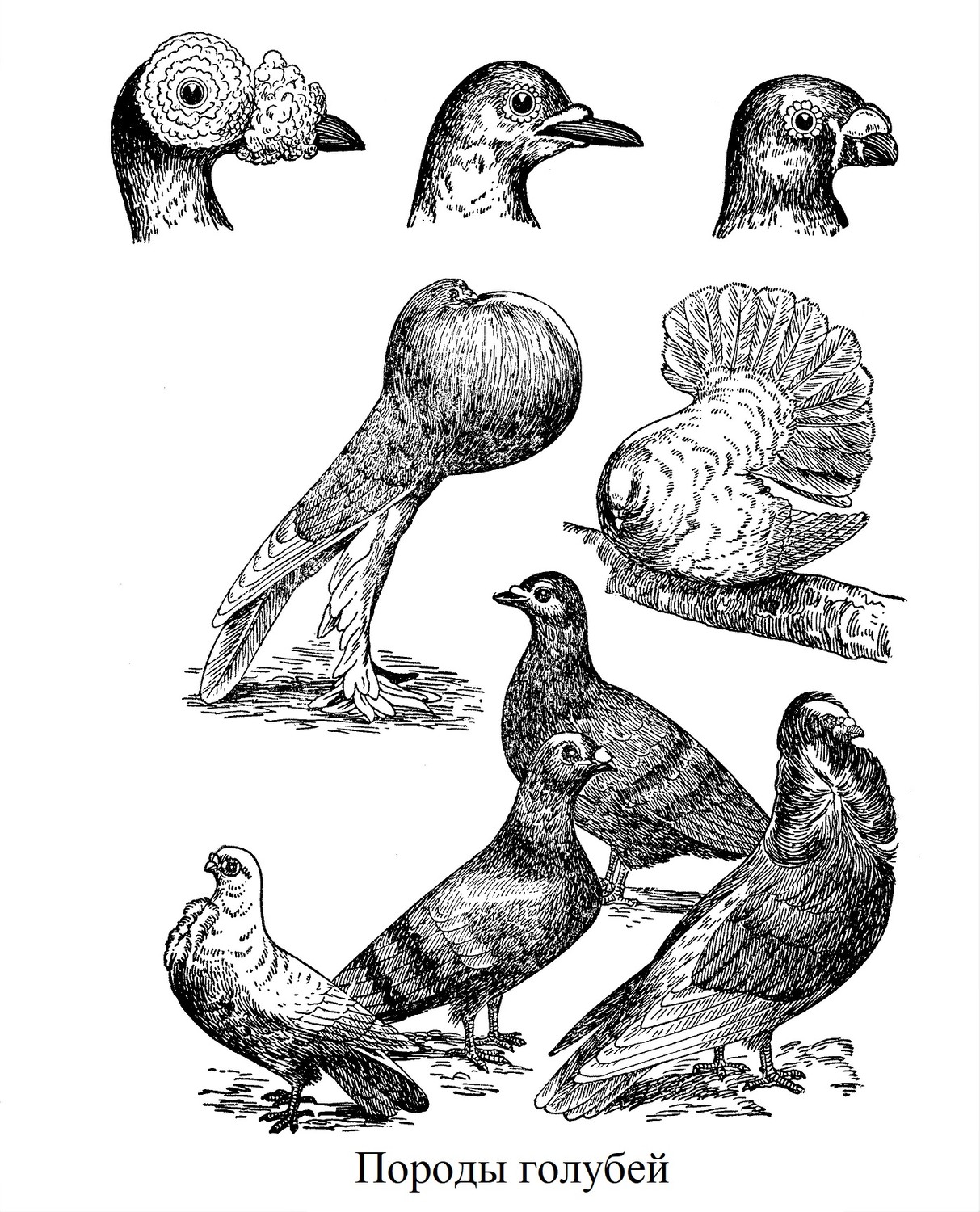 Породы голубей