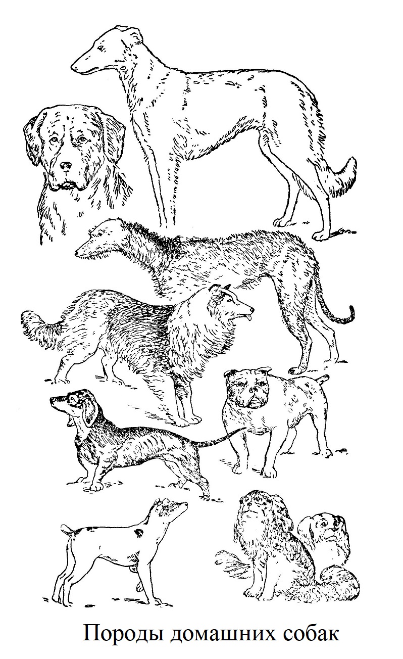 Породы домашних собак