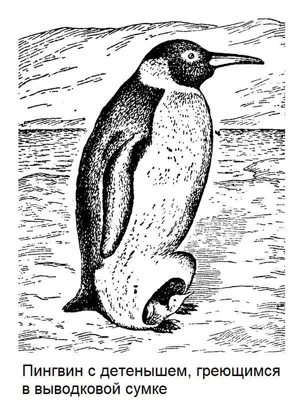 Пингвин с детенышем, греющимся в выводковой сумке