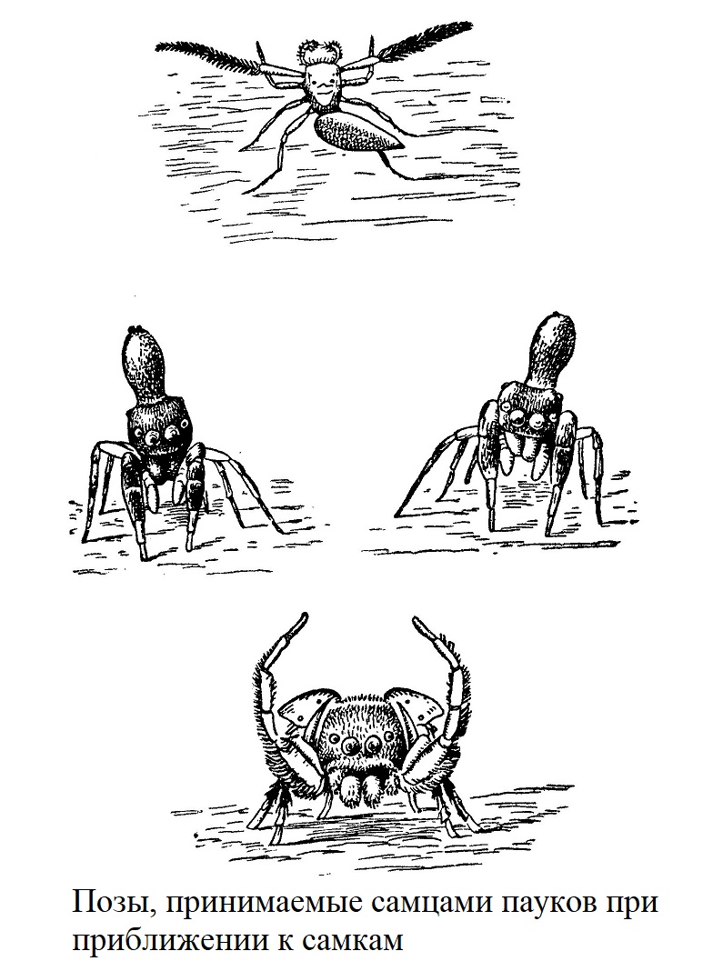 Позы, принимаемые самцами пауков при приближении к самкам
