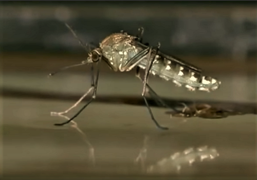 Развитие малярийного комара