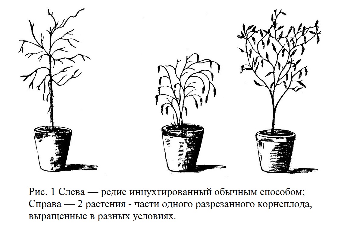 растения, полученные путем деления одного растения