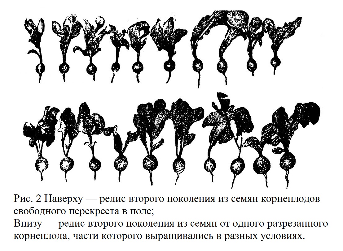 растения, полученные путем деления одного растения