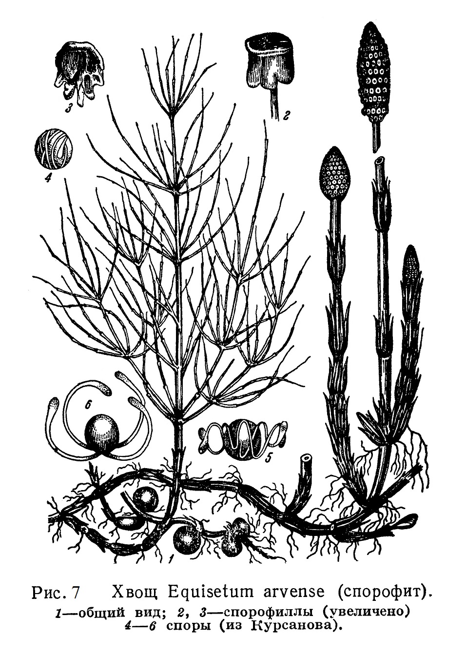 Хвощ Equisetum arvense (спорофит)