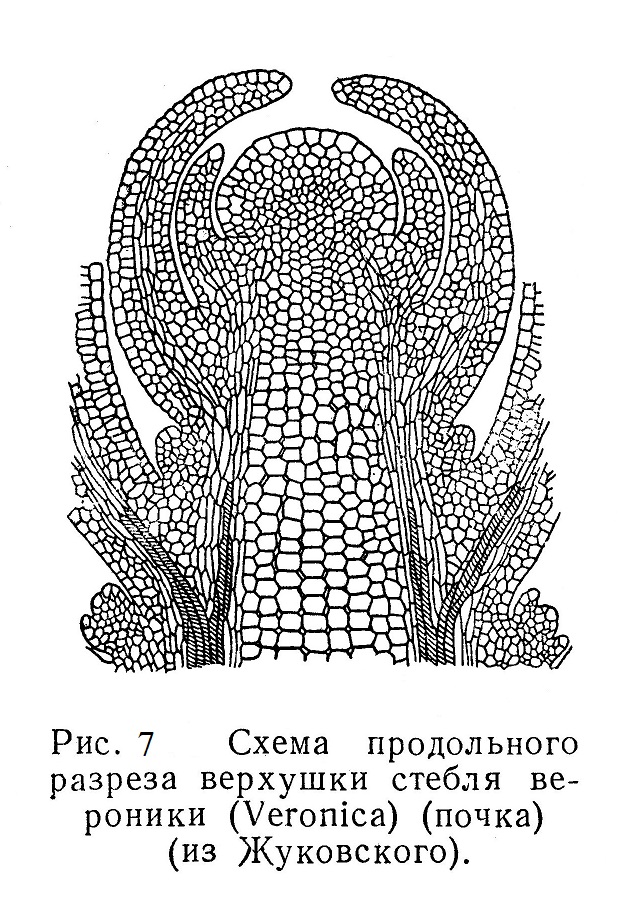 Схема продольного разреза верхушки стебля вероники (Veronica)
