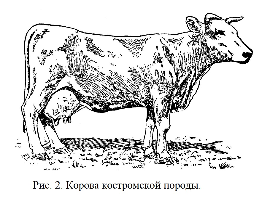 Корова костромской породы