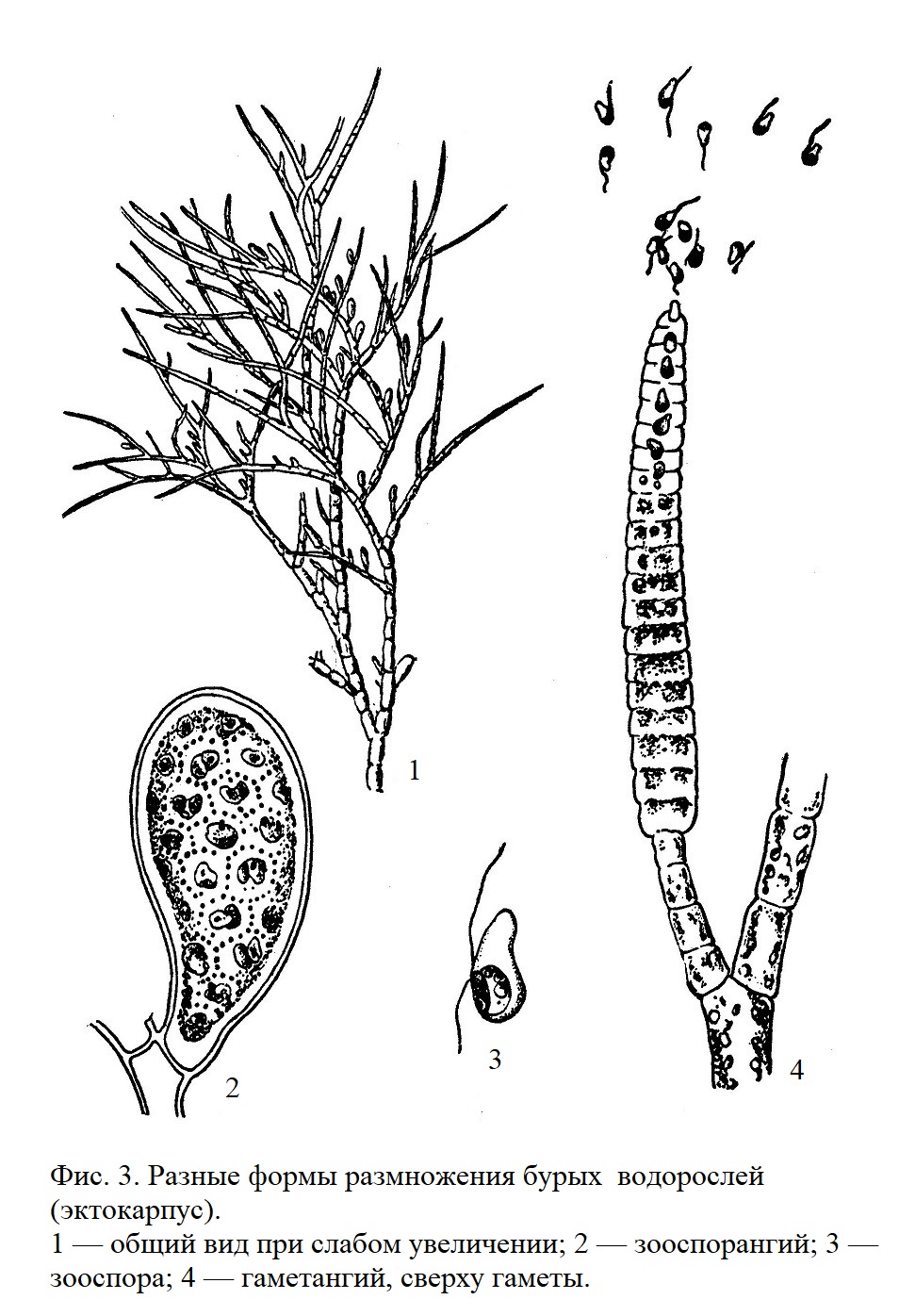 Разные формы размножения бурых водорослей (эктокарпус)