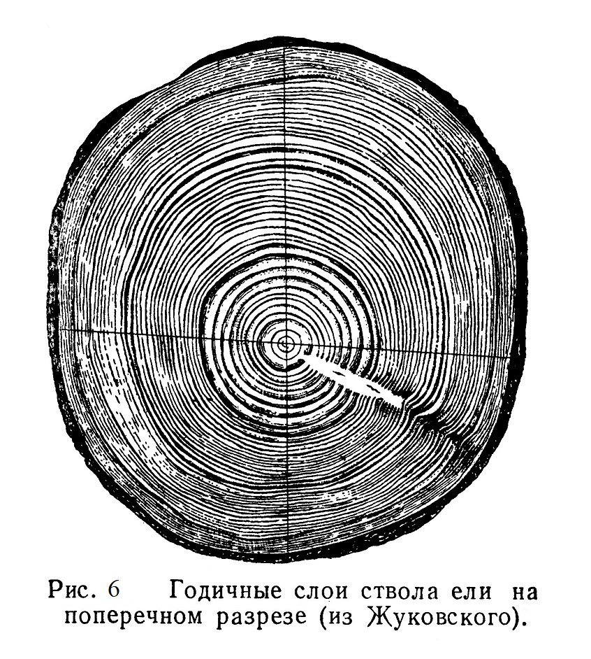 Годичные слои ствола ели на поперечном разрезе (из Жуковского).