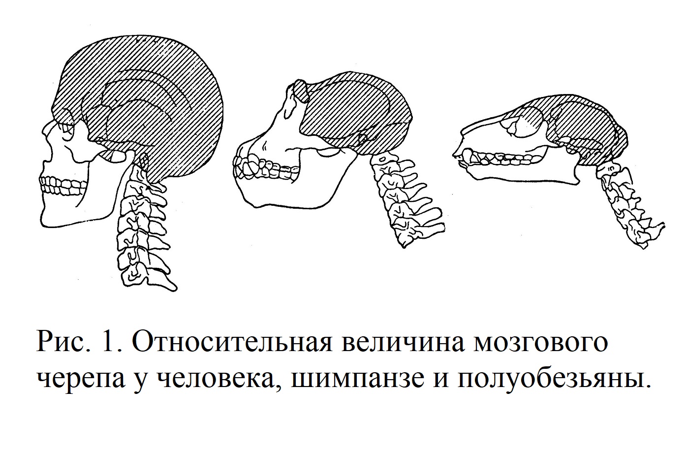 Относительная величина мозгового черепа у человека, шимпанзе и полуобезьяны.