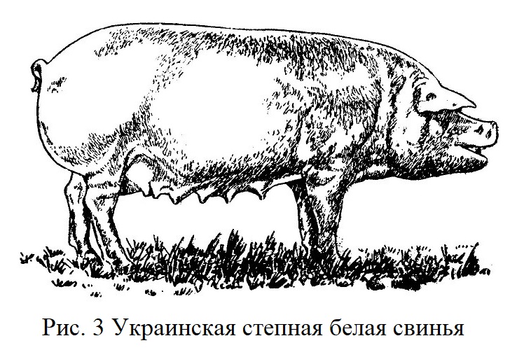 Украинская степная белая свинья