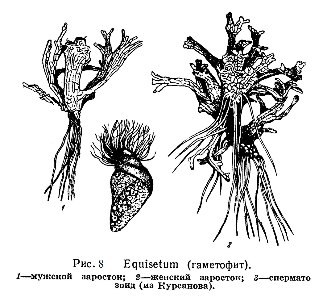Equisetum (гаметофит).