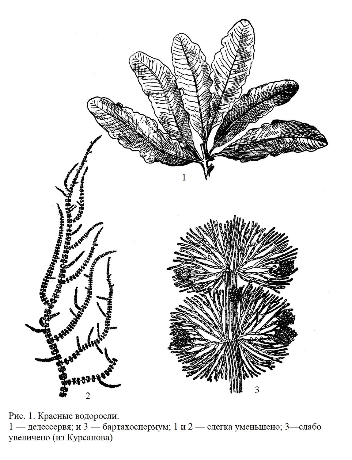 Класс красные водоросли или багрянки (Rhodophyceae)
