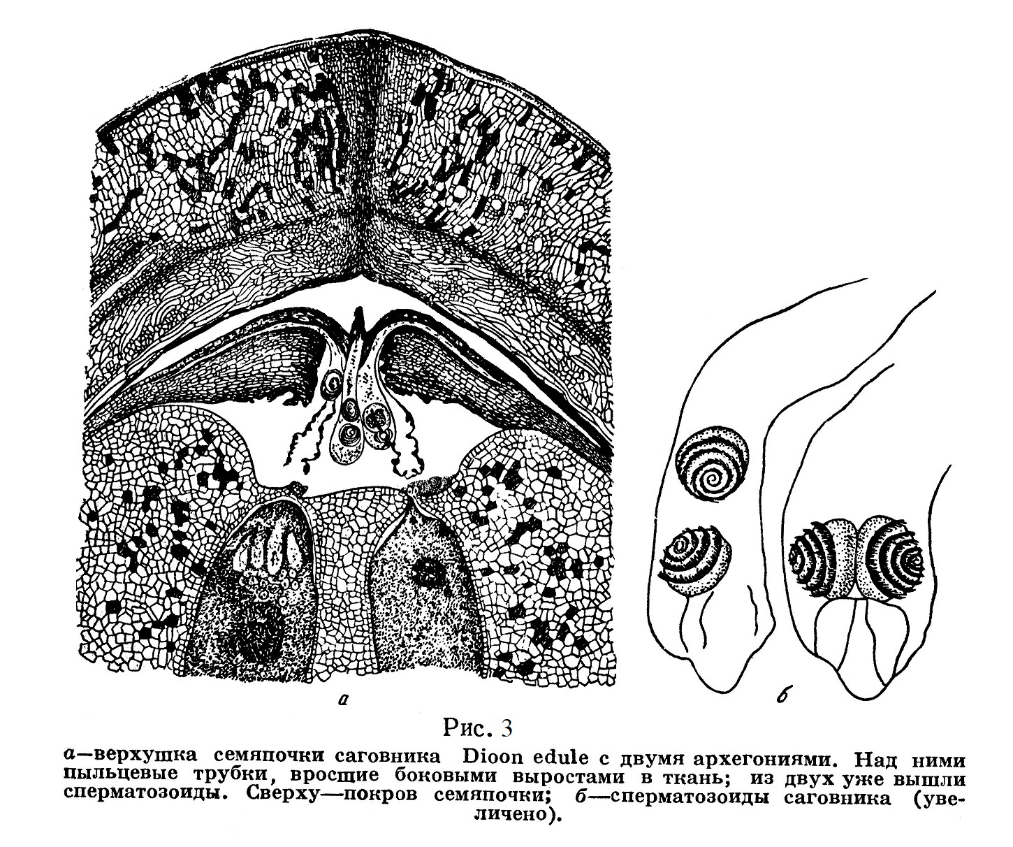 Верхушка семяпочки саговника Dioon edule с двумя архегониями