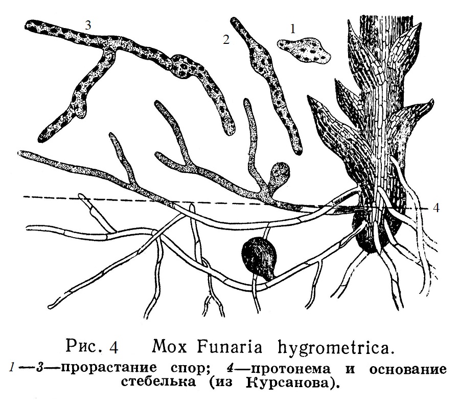 Мох Funaria hygrometrica