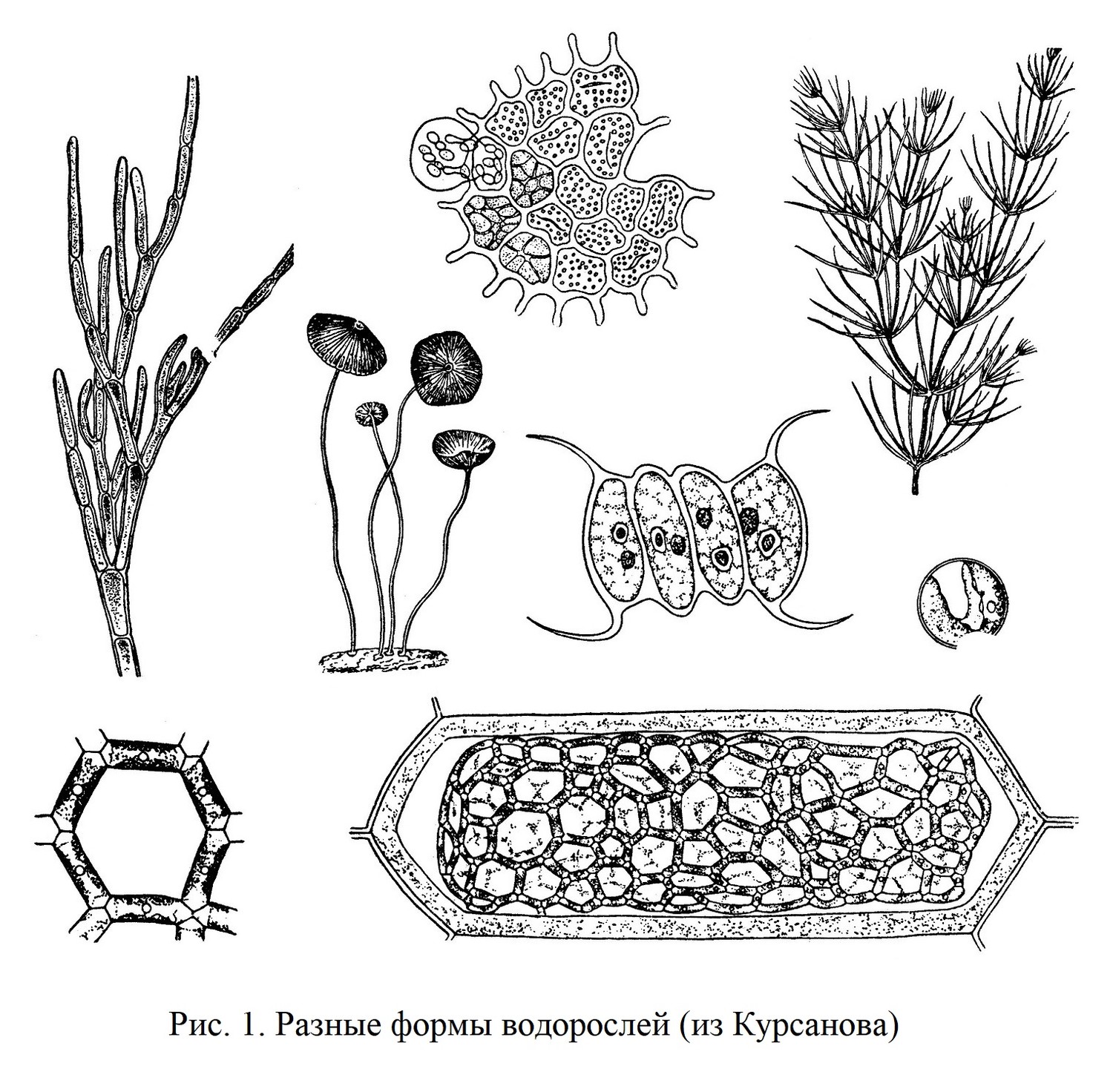 Разные формы водорослей