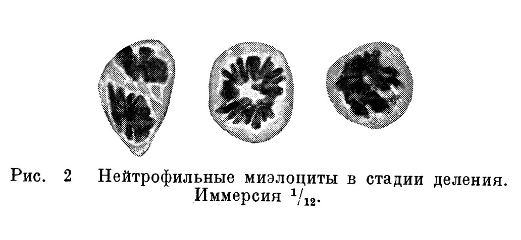 Нейтрофильные миэлоциты в стадии деления.