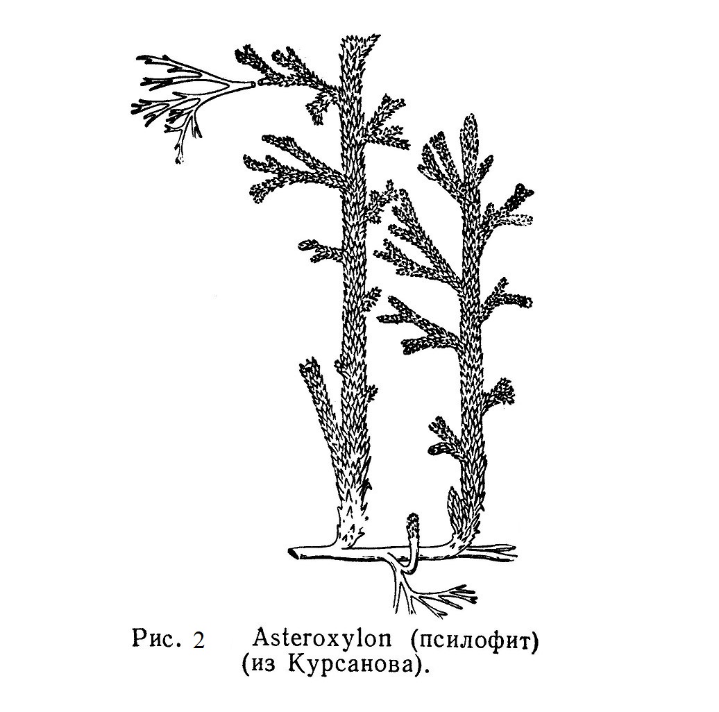 Asteroxylon (псилофит)