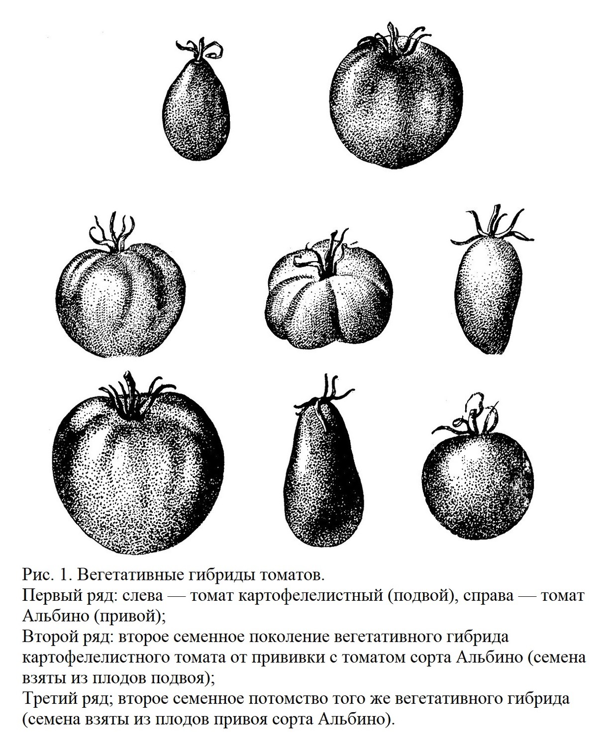 Вегетативные гибриды томатов