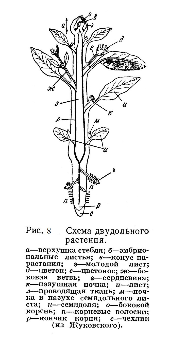 Схема двудольного растения