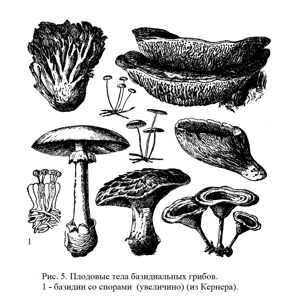 Плодовые тела базидиальных грибов