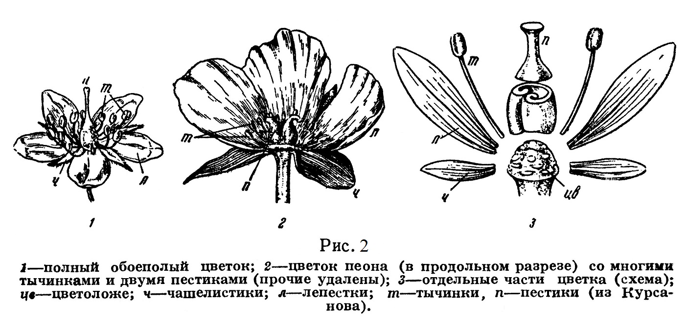 Схема цветка