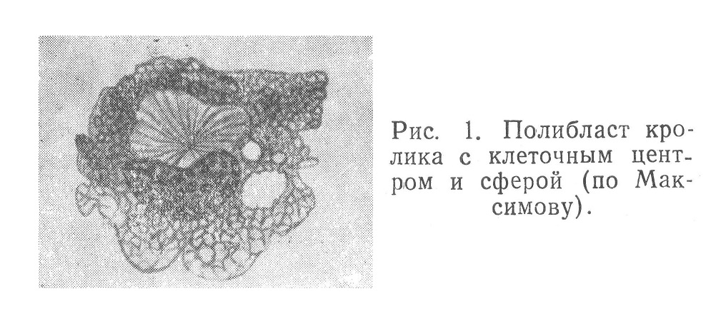 Полибласт кролика с клеточным центром и сферой (по Максимову).