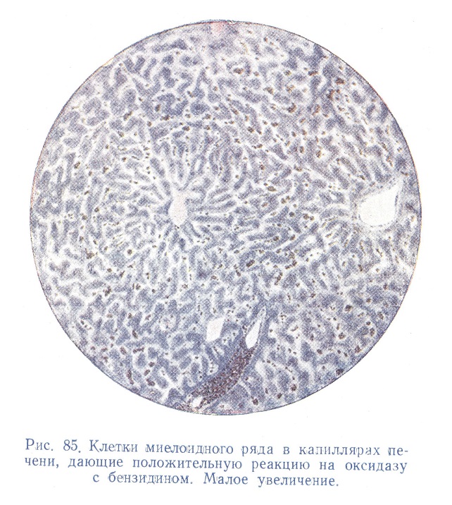 Клетки миелоидного ряда в капиллярах печени