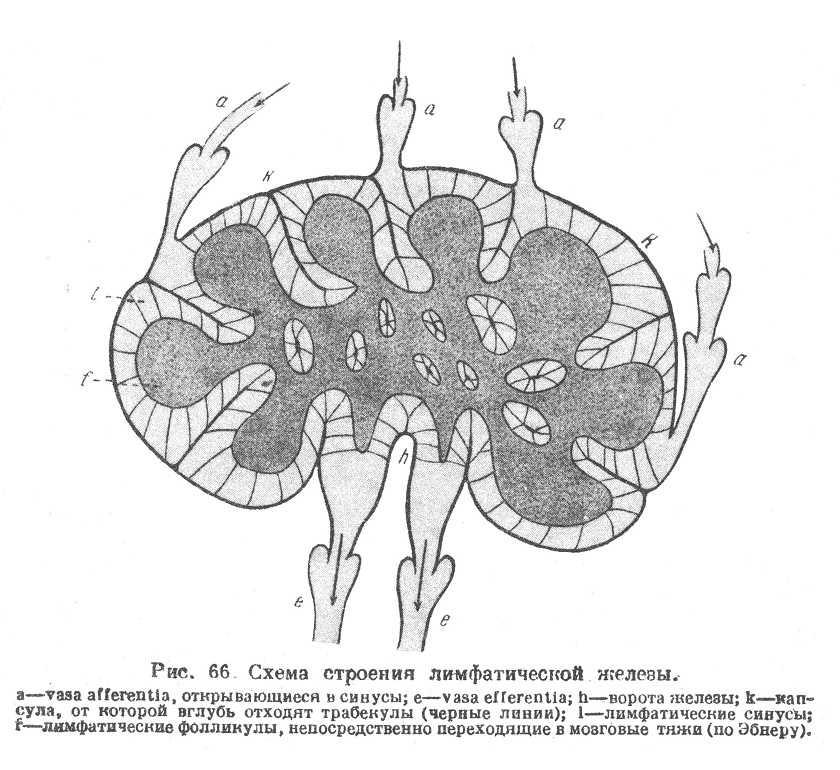 Схема строения лимфатической железы.