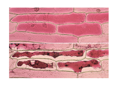 Плазмолиз в клетках чешуи пурпурного лука