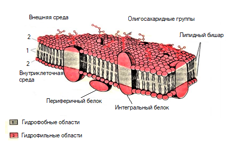 Строение мембраны растительной клетки