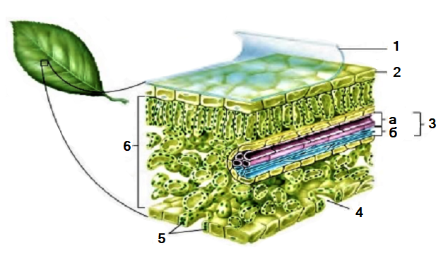  Микроскопическое строение листа