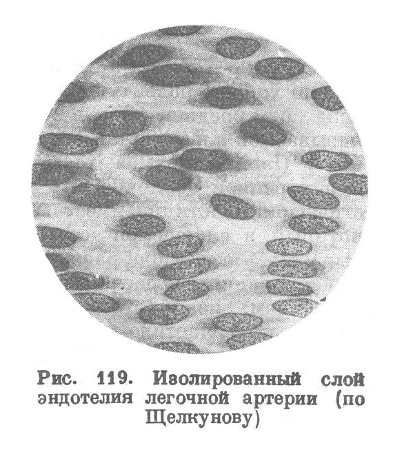 Изолированный слой эндотелия легочной артерии (по Щелкунову)