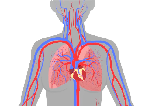 Аневризмы венечных артерий сердца и крупных артериальных стволов, отходящих от дуги аорты