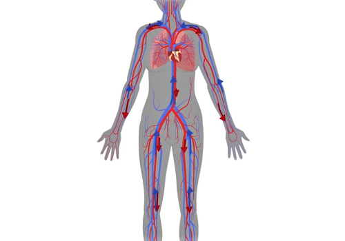 Сифилитические изменения артерий центральной нервной системы