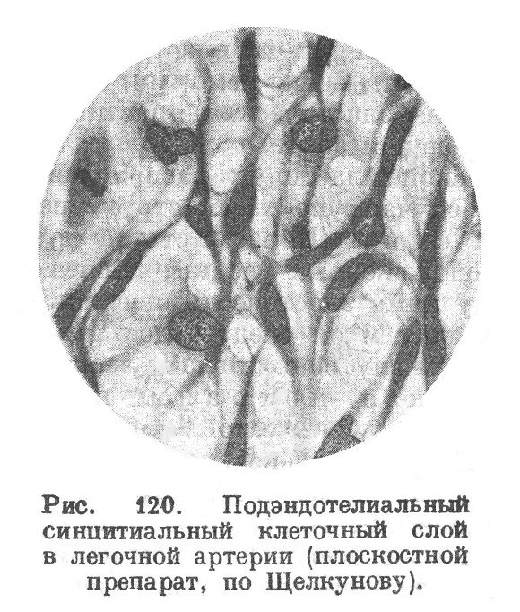 Подэндотелиальный синцитиальный клеточный слой в легочной артерии (плоскостной препарат, по Щелкунову).