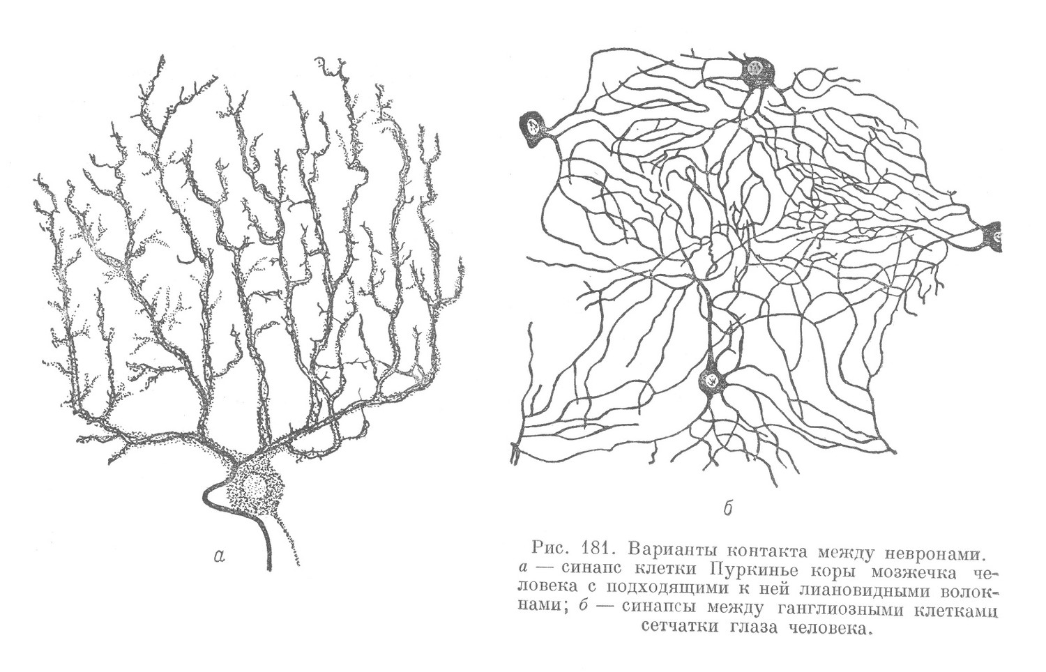 контакт между невронами