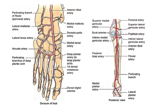 Аневризмы артерии конечностей