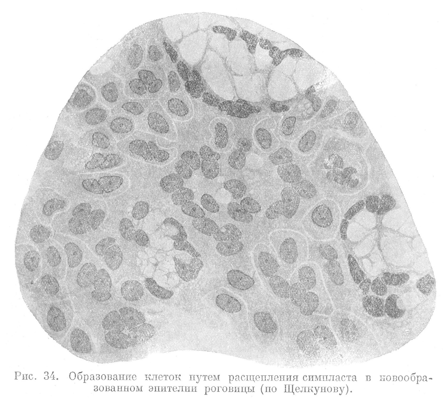 Образование клеток путем расщепления симпласта в новообразованном эпителии роговицы (по Щелкунову).