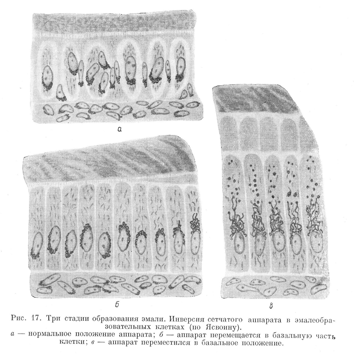 Три стадии образования эмали. Инверсия сетчатого аппарата в эмалеобразовательных клетках (по Ясвоину).
